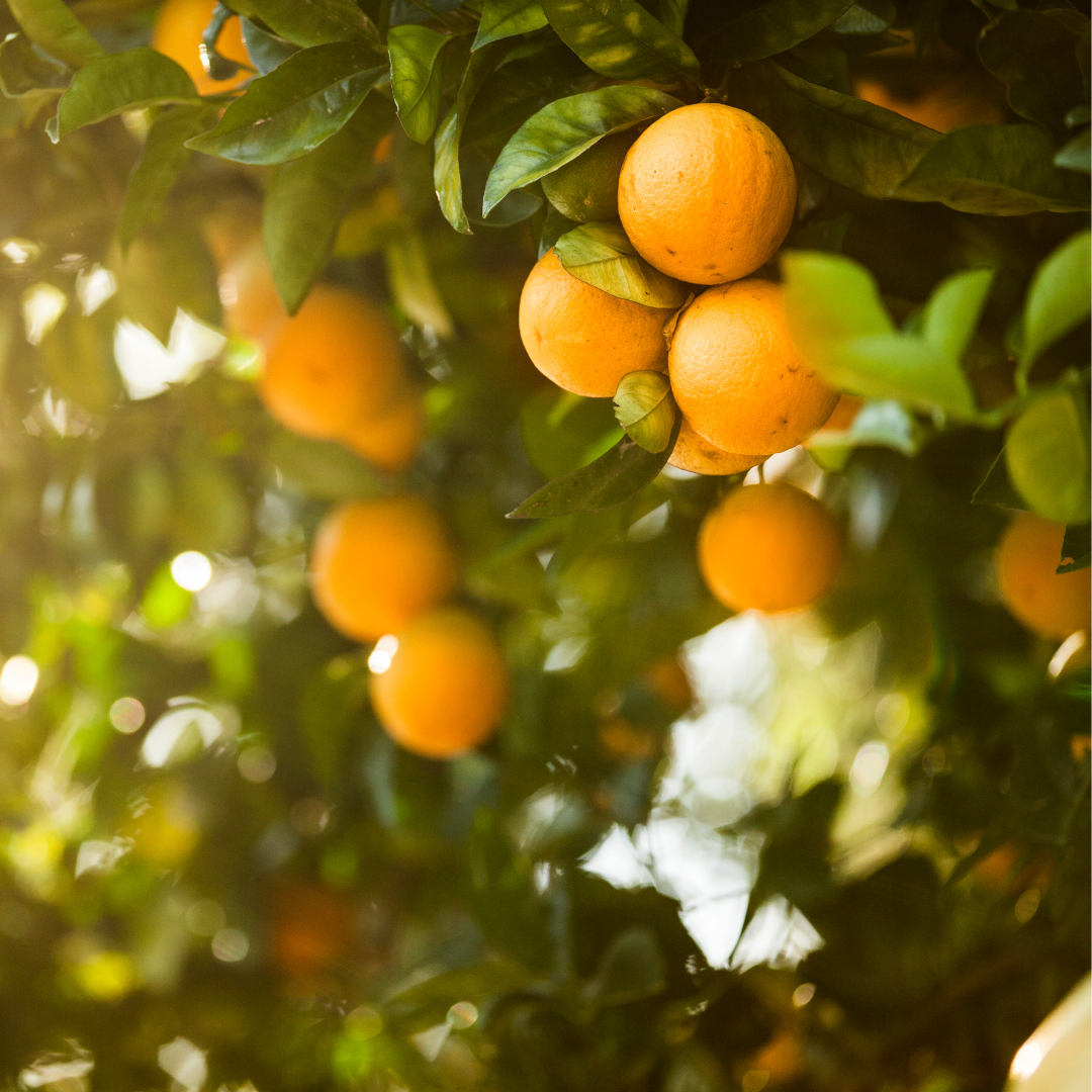 All About Consequence™