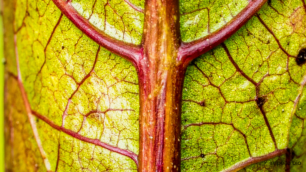 Silicon: From “Beneficial” to Essential: A Long-Overdue Recognition